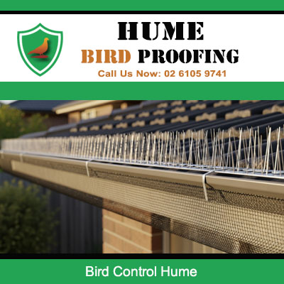 Effective bird control spikes fitted to residential guttering in Hume area for bird deterrent