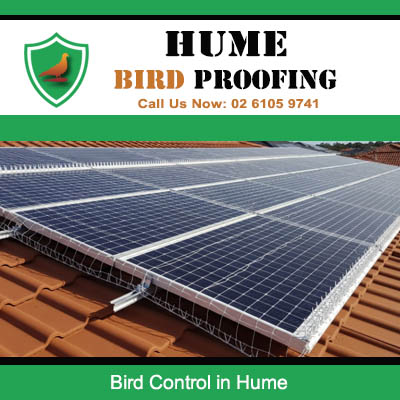 Professional bird control solutions for solar panel arrays in Hume protecting against pest birds
