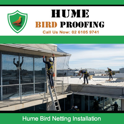 Expert bird netting installation in progress on Hume business premises with technicians working