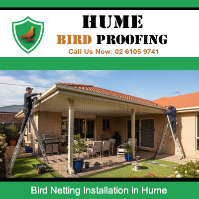 Professional bird netting installation in progress on Hume property alfresco and patio space