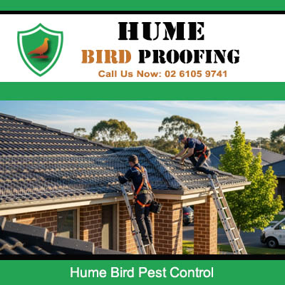 Professional bird pest control technicians installing protection on Hume residential roof
