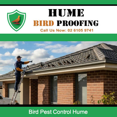 Qualified installer fitting bird pest control barriers to home roofline and gutters in Hume area