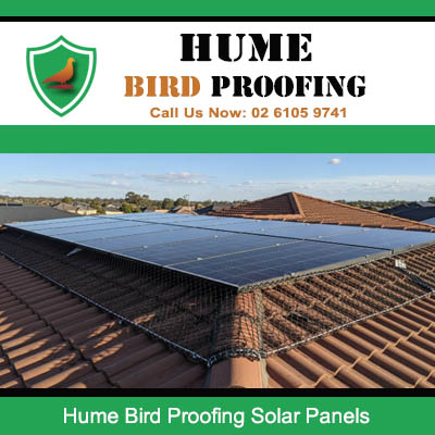 Professional solar panel bird proofing in Hume protecting against nesting underneath arrays