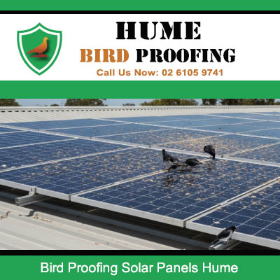 Bird infestation on solar panels in Hume requiring urgent professional bird proofing services