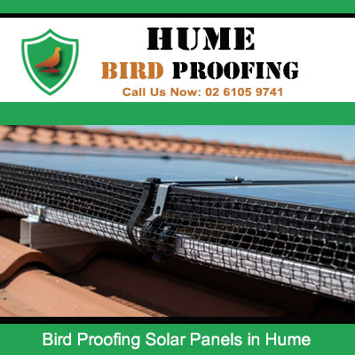 Professional bird exclusion system securing protective mesh to solar panels in Hume area