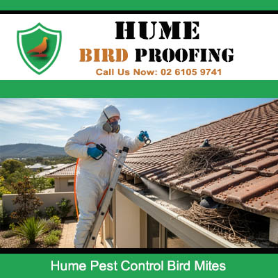 Expert bird mite control service in Hume eliminating parasites from infested roof tiles