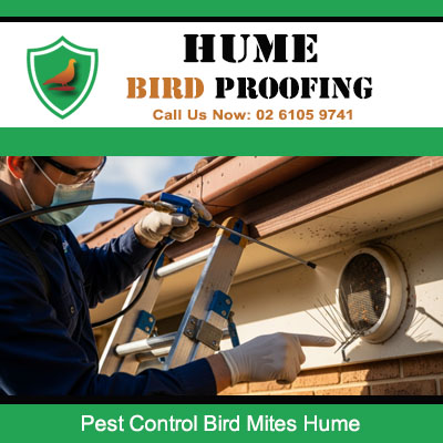 Technician treating bird mites in ceiling cavity of Hume home following bird nest removal